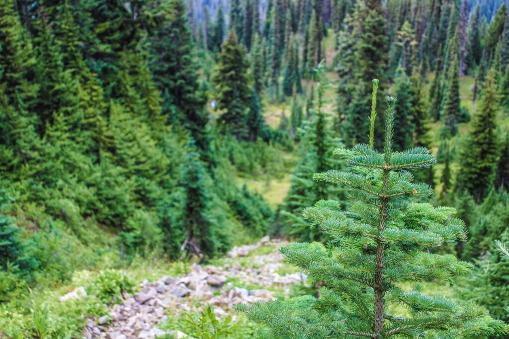 a small pine tree in the middle of a forest